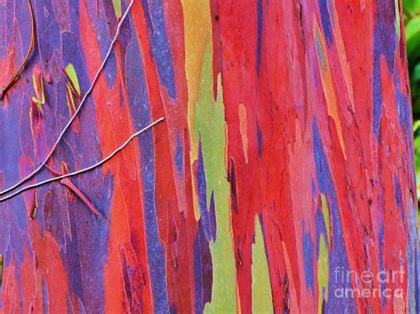 Rainbow of Eucalyptus Bark Photograph by Michele Penner | Fine Art America