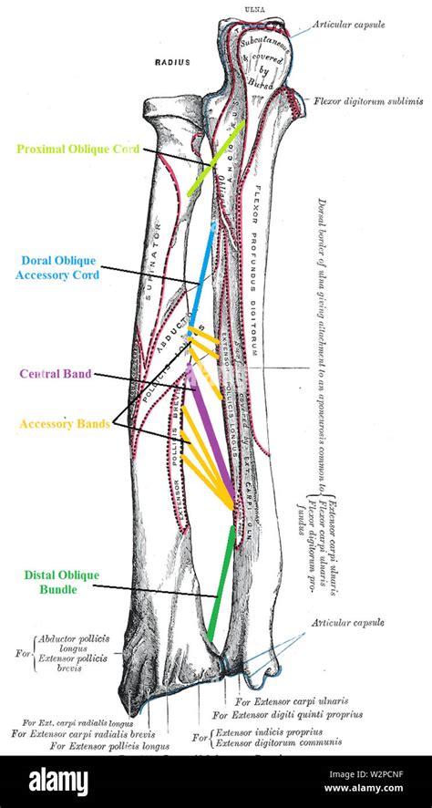 5 ligaments of interosseous membrane of forearm Stock Photo - Alamy