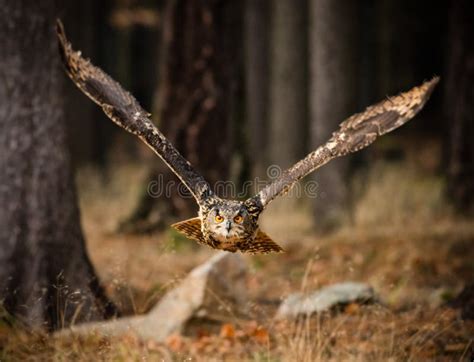 Eagle Owl Swoops in Low Hunting. Stock Photo - Image of green, eurasian: 78974242