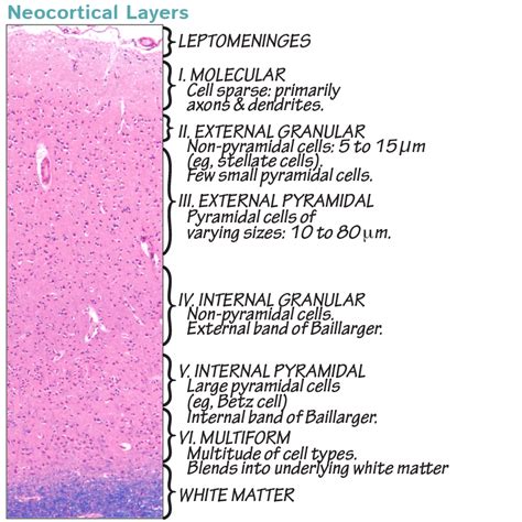 Cerebellar Cortex Histology