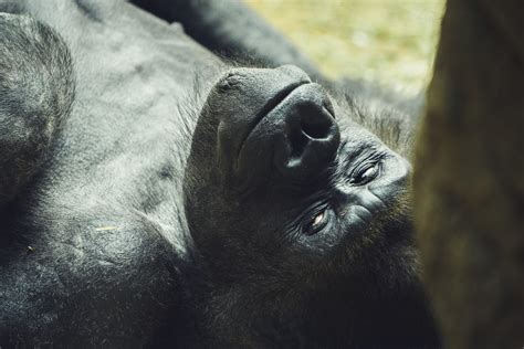 Buffalo Zoo : r/Buffalo