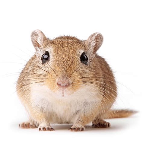 Gerbil For Sale - Pet City Houston