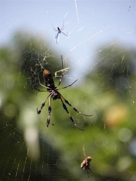 Giant Spider Drawing by Joe Welling IV