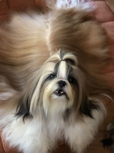 #longhair #shihtzu | Shih tzu, Long hair styles, Dogs