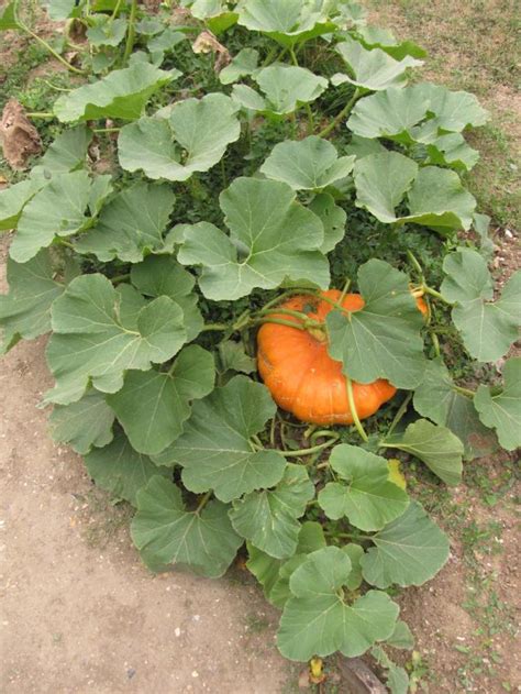 Cucurbita maxima | Feedipedia