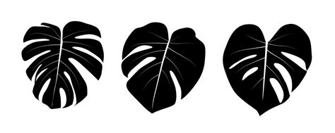 Monstera Vector Art, Icons, and Graphics for Free Download