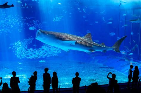 The Kuroshio Sea | Okinawa Churaumi Aquarium - For the next generation ...