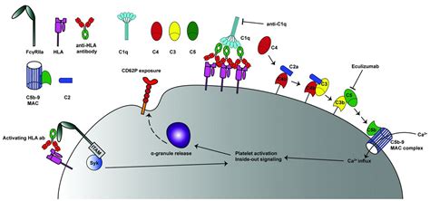 Anti-HLA antibodies with complementary and synergistic interaction ...