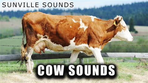 Cow Sounds | Animal Sounds with Peter Baeten - YouTube