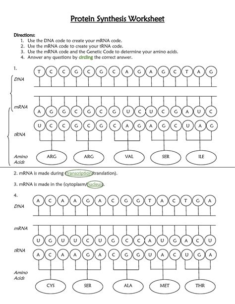 Protein Synthesis Worksheet and Answer Key - Protein Synthesis Worksheet Directions: 1. Use the ...