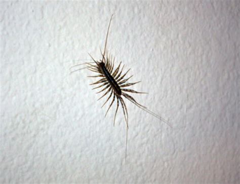 5 Things You Didn't Know About House Centipedes (Like the One I Just Found in My Bed, AH ...