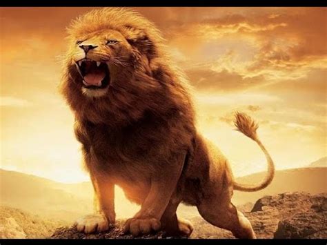 [Animal] Lion King - Wild African lion Documentary - World Animal - YouTube