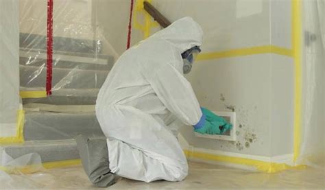 Facts You Should Know Before Cleaning Mold