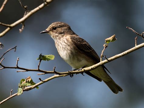 Martin's Sussex Birding Blog: Spotted Flycatcher