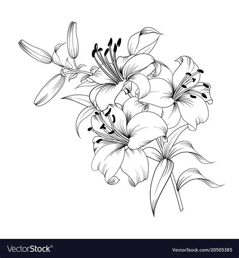 Contour of blooming lily isolated over white background. White lily flower. Wedding romantic ...