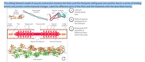 Solved The sliding filament model of muscle contraction | Chegg.com