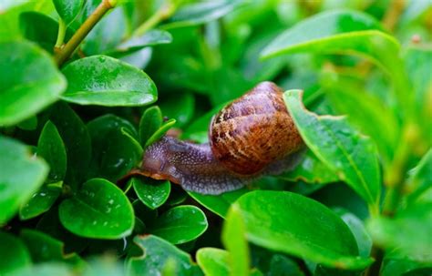 Got snails in your garden? With this environmentally friendly trick they'll be gone in no time!