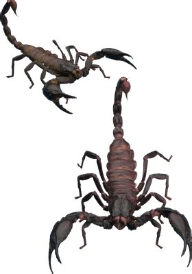 Scorpion PNG Image - PurePNG | Free transparent CC0 PNG Image Library