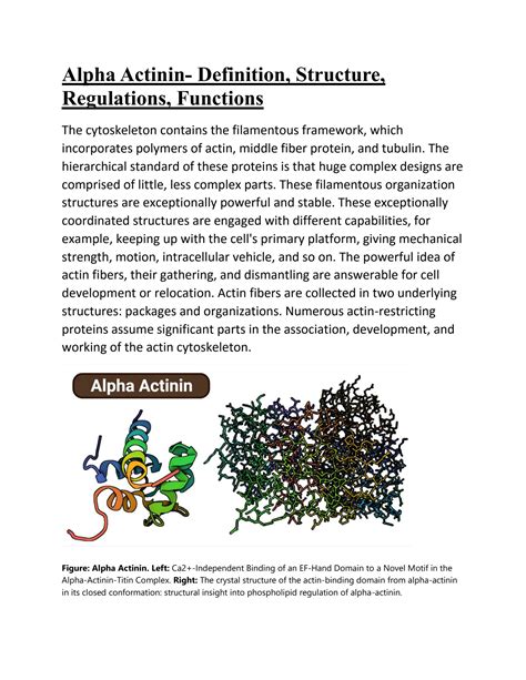 SOLUTION: Alpha Actinin- Definition, Structure, Regulations, Functions - Studypool