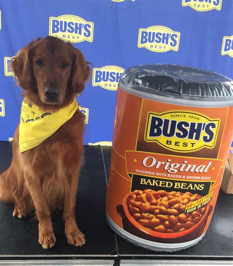 Dog that portrayed 'Duke' in Bush's Baked Beans commercials dies