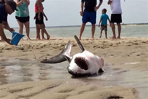 Stranded great white shark rescued in Massachusetts (VIDEO) | sharks | Earth Touch News