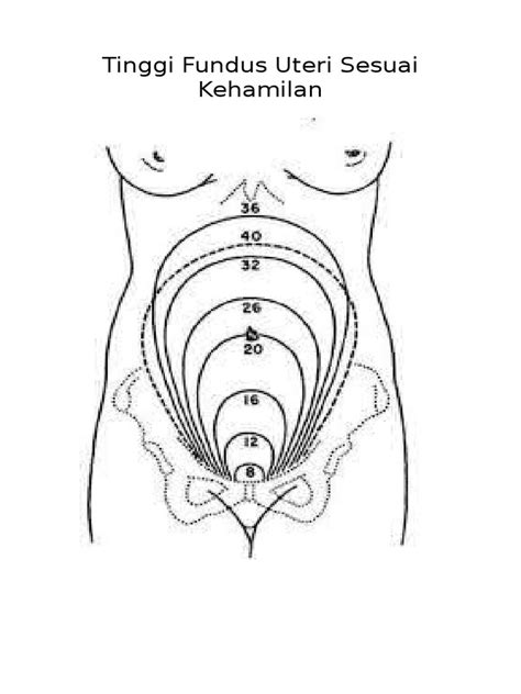 TFU Sesuai Kehamilan | PDF