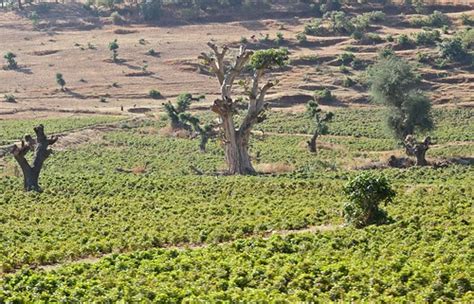 Khat Cultivation | Catha edulis (from the Greek for edible) … | Flickr