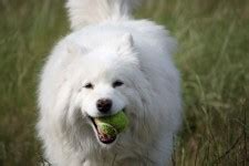 Samoyed Dog Free Stock Photo - Public Domain Pictures