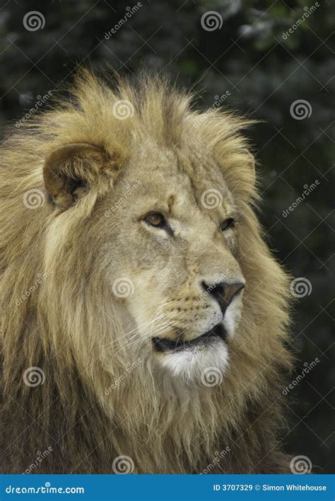 Regal stock image. Image of felines, close, habitat, animal - 3707329