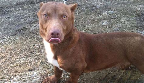 Rami The Dachshund-Pit Bull Mix Is Truly Special - The Dodo