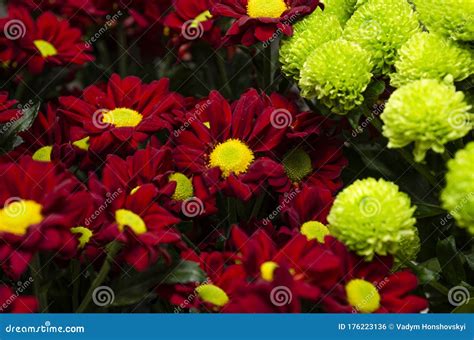 Beautiful Flowers of Red and Green Color Close Up Stock Photo - Image of spring, daisy: 176223136