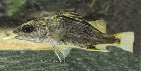 Grunt Family Photographs, and Information – Haemulidae | Mexican Fish.com