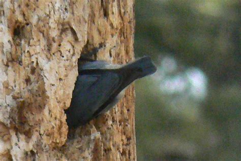 The Flycatcher: Pygmy Nuthatch preparing nest cavity