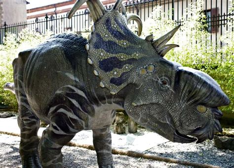 Pachyrhinosaurus | Dinosaurs - Pictures and Facts