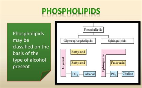 PPT - CHEMISTRY OF LIPIDS PowerPoint Presentation, free download - ID:2052242