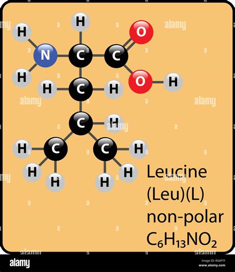 Leucine Structure