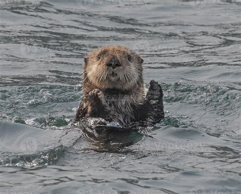 Sea Otter Clapping 4407124 Stock Photo at Vecteezy