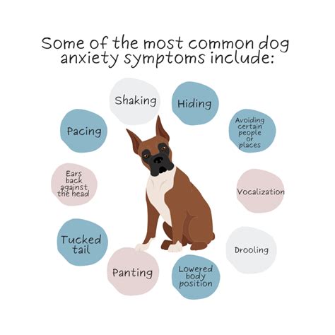 Understanding dog anxiety symptoms