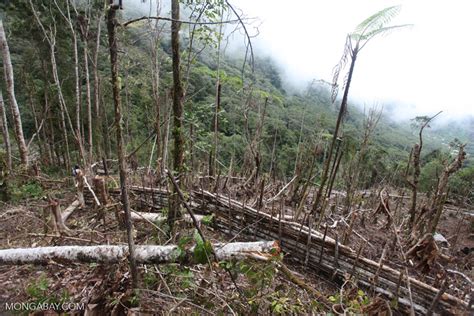 Deforestation in the Arfak mountains