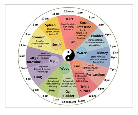 Chinese medicine sleep chart info. | Chinese body clock, Body clock ...