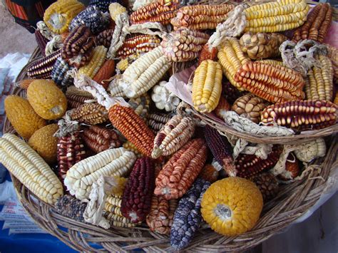 Scientists Overhaul Corn Domestication Story With Multidisciplinary ...