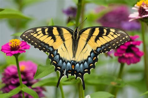 Eastern Tiger Swallowtail · Free Stock Photo