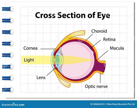 Human Eye Anatomy with Cross Section of Eye Diagram Stock Vector ...