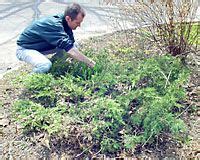 Here I'm getting ready to selectively remove a branch from an overgrown ...