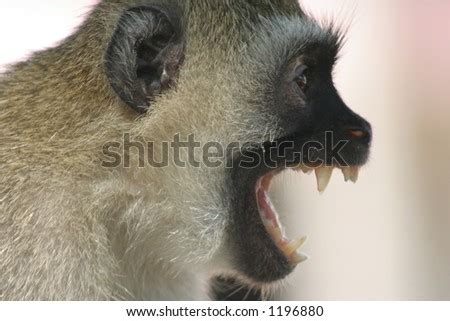 Screaming Monkey Stock Photo 1196880 : Shutterstock