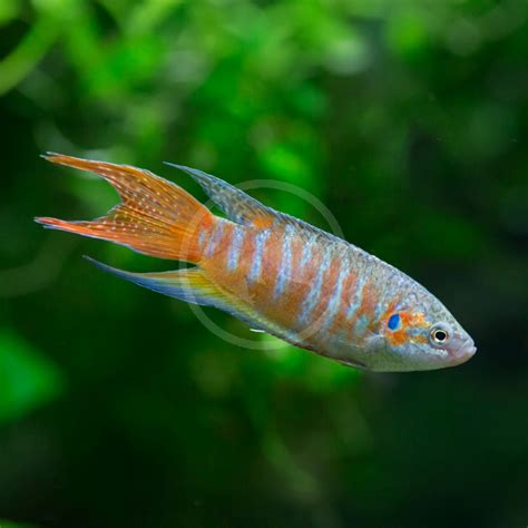 GOURAMI - PARADISE BLUE / RED Macropodus opercularis - Aquatics Unlimited