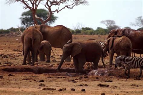 Tsavo East National Park | Join Up Safaris