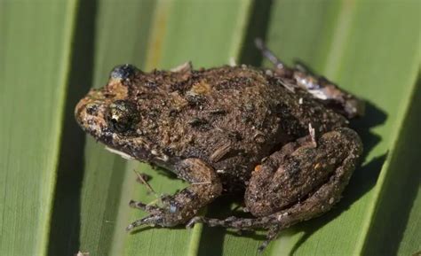 Ornate burrowing frog - Facts, Diet, Habitat & Pictures on Animalia.bio