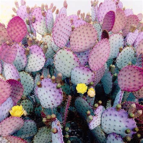 "Close Up Of Colorful Cacti" by Stocksy Contributor "Daniel Kim Photography" - Stocksy