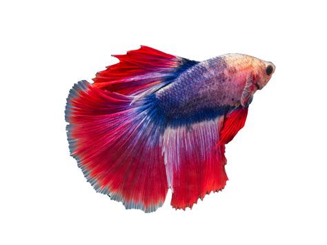 beautiful betta fish on transparent background 19988496 PNG